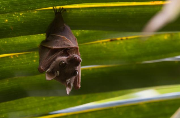 Защо прилепите не се разболяват?