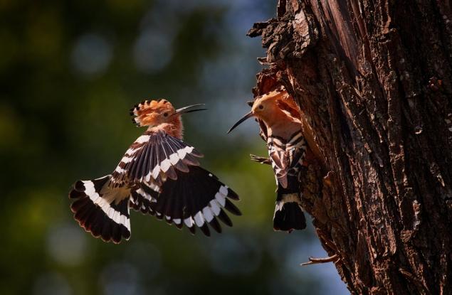 WWF започна мониторинг на птици в застрашени от климатичните промени гори