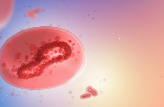 СЗО: Маймунската шарка няма да се превърне в пандемия, но все още има много неясноти