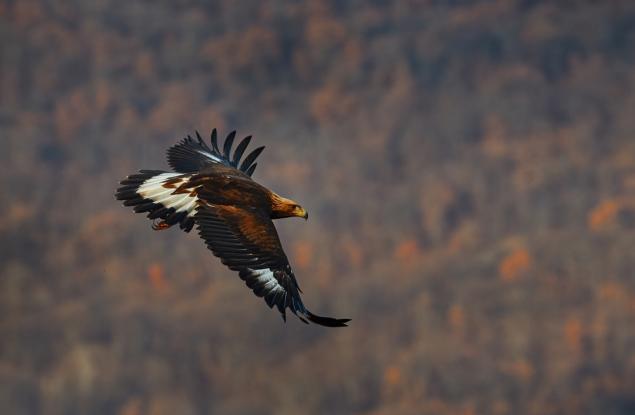 Популациите на редица застрашени животински видове в България са изложени на риск