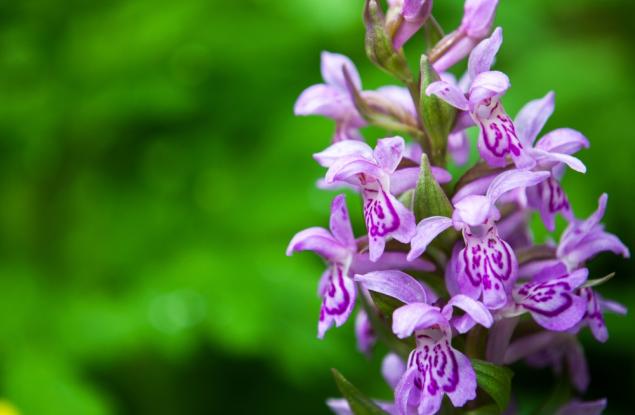 Глобалното застудяване е ускорило еволюцията на орхидеите