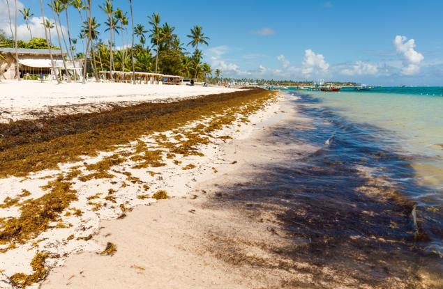 Тонове водорасли задушават бреговете на Карибите
