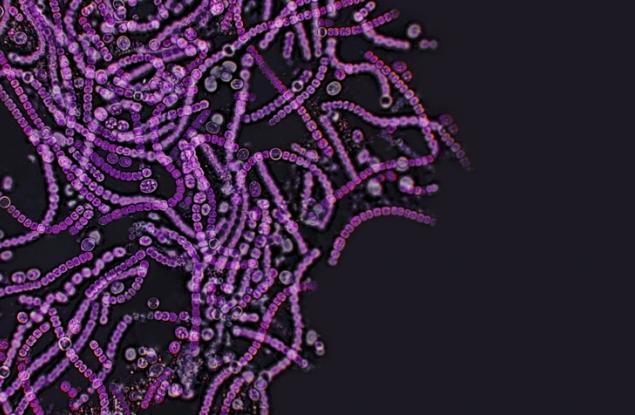 Дрождите могат да доведат до разработка на нови пробиотици 