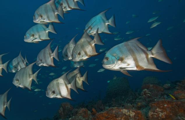 Учени изследват необичайно поведение на риби във водите на архипелага Флорида Кийс 