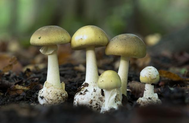Откриха антидот за най-отровната гъба на света?