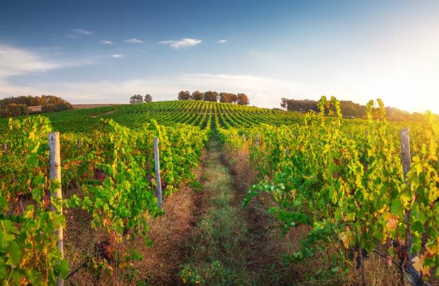 Карантинна болест заплашва българските лозя