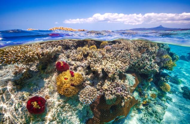 Зоопарк в Нидерландия изгражда коралов Ноев ковчег, за да опази застрашените рифове
