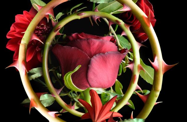 Лудост е да мразиш всички рози, защото си се убол на една от тях