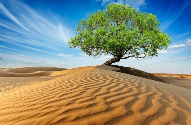 Притча за дървото