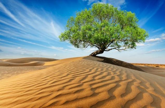 Как да озеленим пустинята и да неутрализираме последиците от климатичните промени