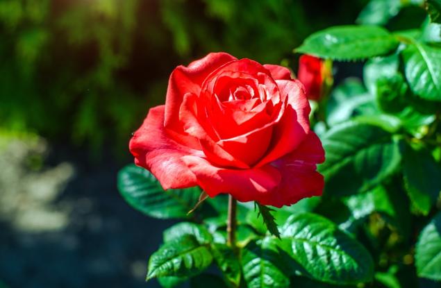 Физици разкриват как геометричната фрустрация оформя емблематичната форма и цвят на розата