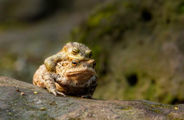 През 2005 г. хиляди жаби избухват: Един странен апокалипсис със земноводни