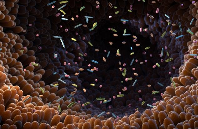 Чревният микробиом може да се предава от човек на човек