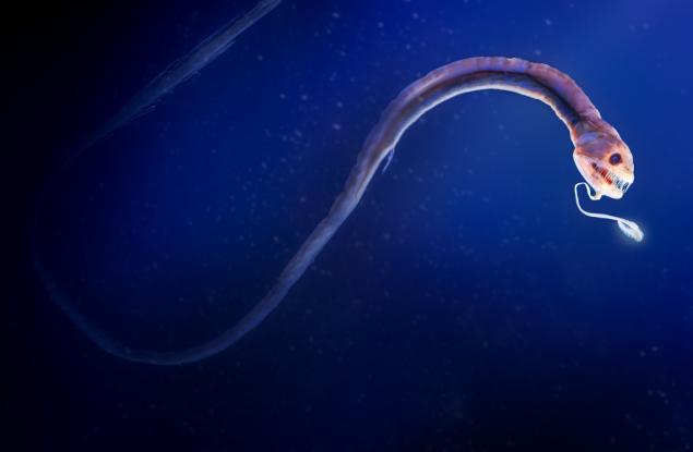 Нов тип зрителни рецептори са идентифицирани в три вида дълбоководни риби