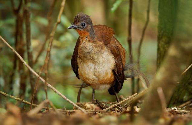 Лирите – изненадващите фермери на австралийските гори