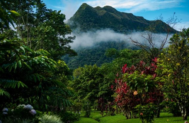 Някои дървета процъфтяват след удар от мълния