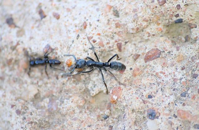 Вид мравки произвежда животоспасяващи антибиотици за лечение на инфектирани рани