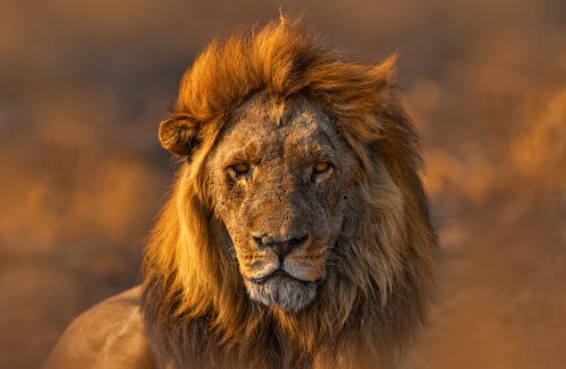 Инвазивен вид мравки е принудил лъвове да променят хранителния си режим