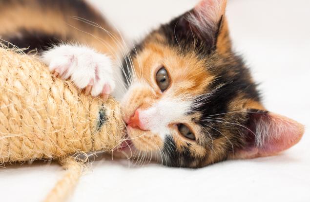 Котките калико са почти винаги женски. Но защо?