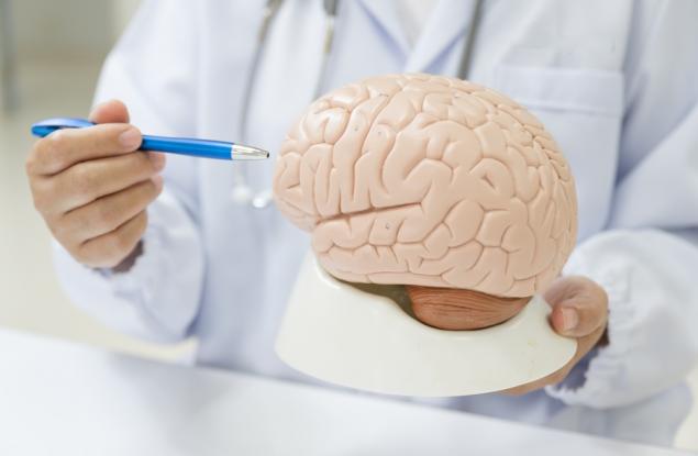 Откриха неочаквана функция в "малкия мозък" в задната част на главата ви