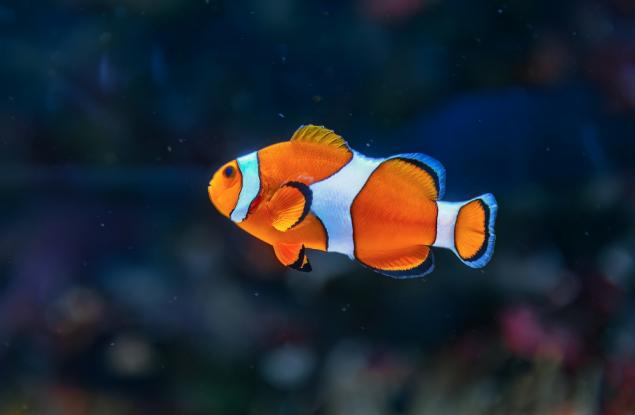 Рибите клоуни имат елементарни математически способности