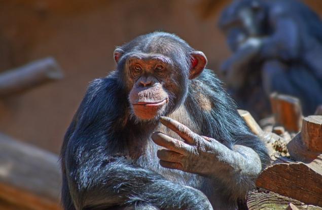 Учени наблюдаваха шимпанзета да използват военна тактика