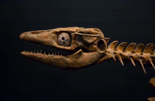 Зъб от морско влечуго показва, че мозазаврите са можели да живеят и в сладки води