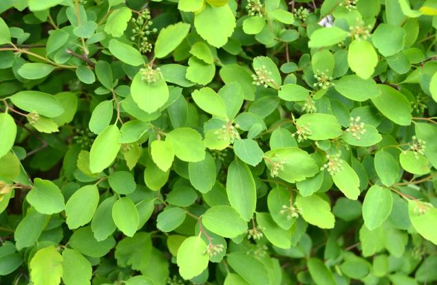 Учени откриха растителен „бактериален“ ген, който може да промени производството на лекарства