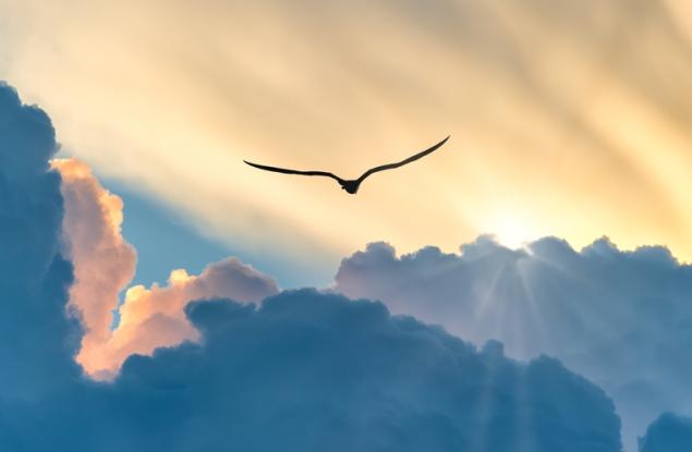 Учени установиха как птиците се опитват да се адаптират към промените в околната среда 