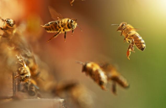 Учени изследват способността на пчелите да откриват вредни вещества в околната среда 