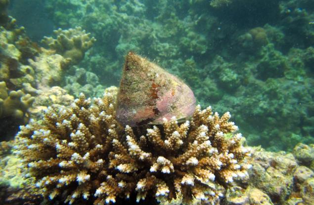 Сладководен вид охлюв, изчезнал преди повече от век, е забелязан отново в Южен Китай 