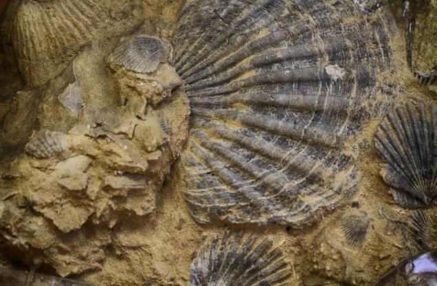 „Биотата от Хуаюан“ – нов ключ към камбрийските океани