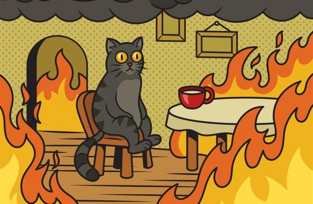 Задълженията на домашната котка