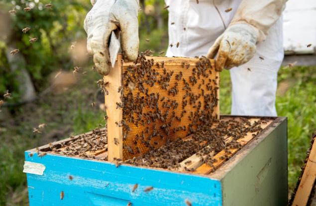 Учени използват ултразвук, за да отблъскват вредители от пчелните кошери