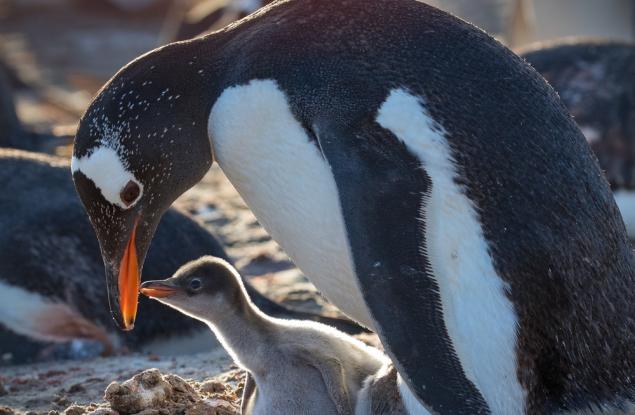 Пингвините родители спят само по няколко секунди, за да пазят бебетата си