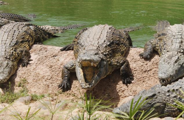 Виц: Гущерите възникнали в Габрово