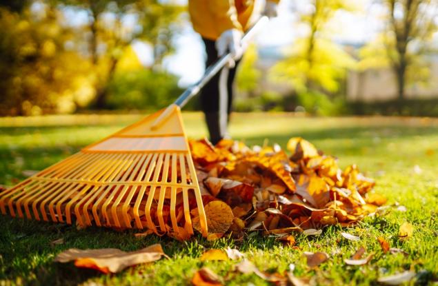 Оставяте листата да се трупат? Ново изследване показват, че те съдържат устойчиви свободни радикали