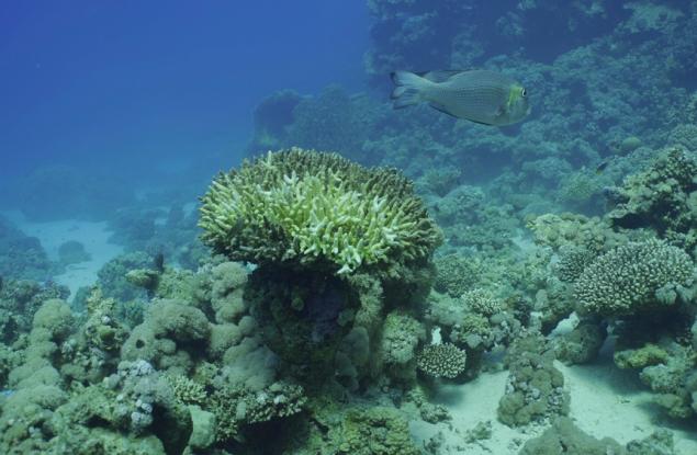 Светът преживява нов тежък епизод на избелване на коралите