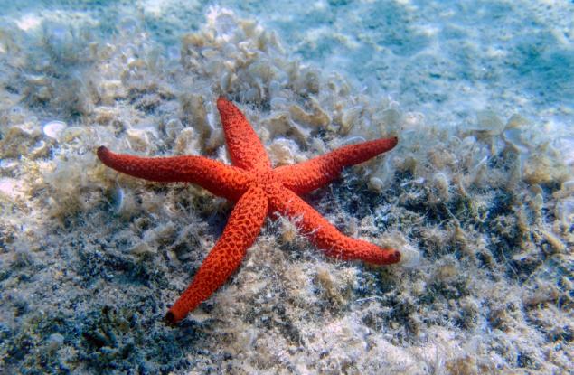 Създадоха нов вид материал, който се възстановявав самичък под вода