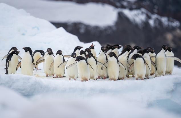 Размножителният период на пингвините се е изместил рекордно бързо заради глобалното затопляне