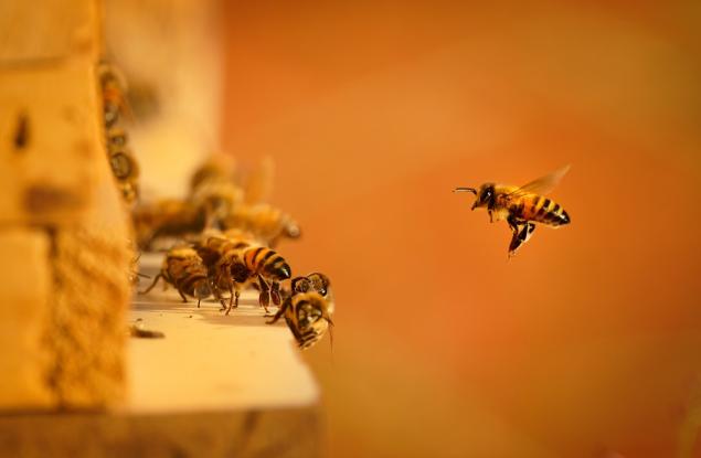 Откриха нов вид пчела с „дяволски“ рога в Западна Австралия