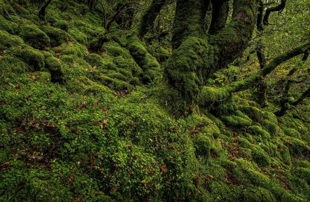 Учени откриват потенциално опасни замърсители с помощта на мъх 