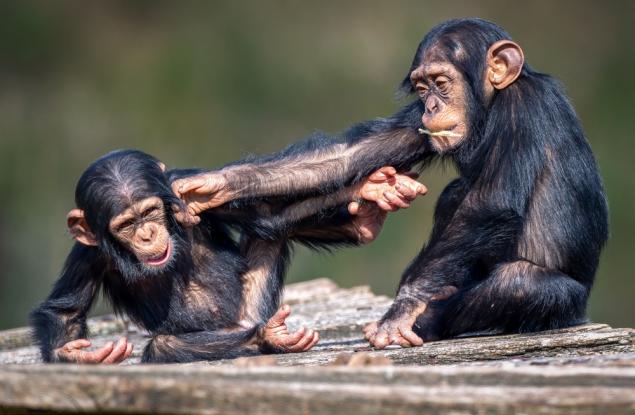 Дразненето сред маймуните може потенциално да обясни еволюцията на шегата