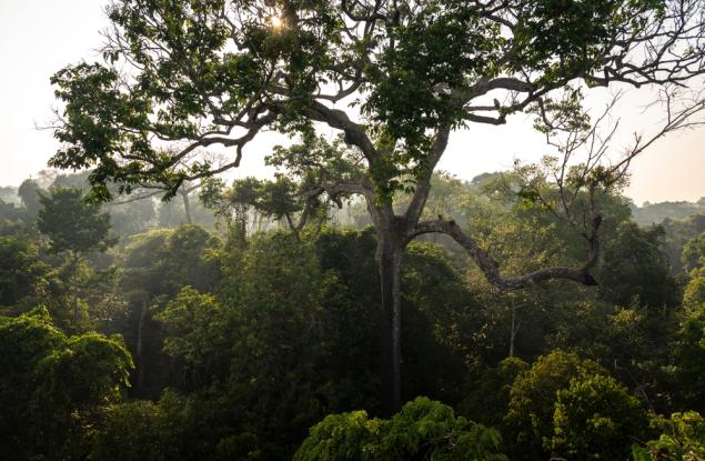 Средният размер на дърветата в Амазония нараства с повишаването на нивата на CO₂