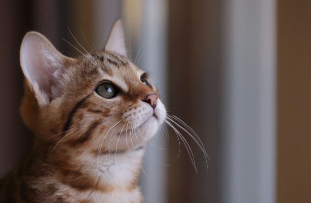 Що за котка сте според зодиакалния си знак