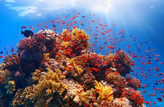 Сидни създаде най-голямата в света биобанка с криогенно консервирани корали