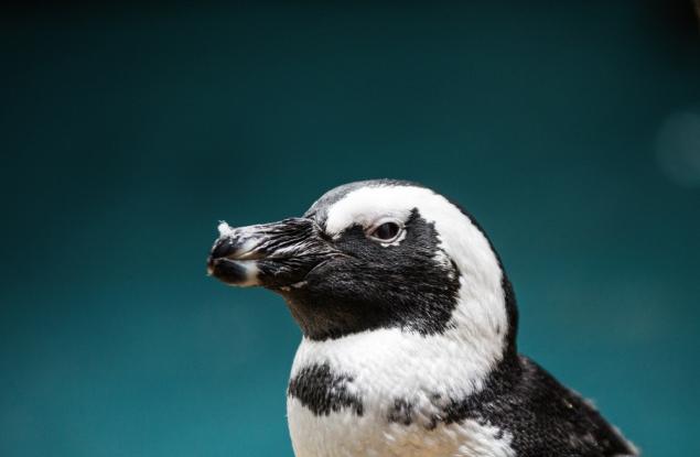 Призив за спасяване на африканските пингвини: Видът е застрашен от изчезване