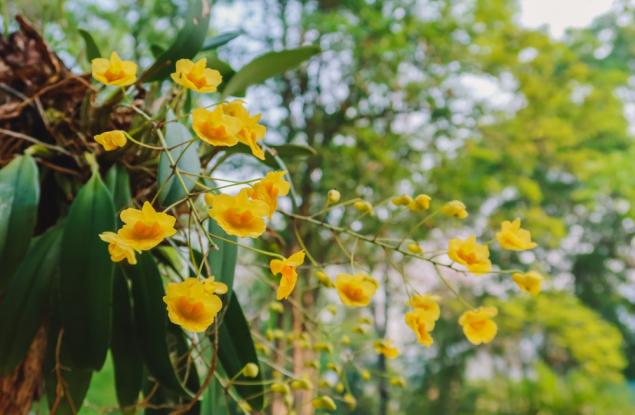 "Божието цвете" изчезва и хората обвиняват изменението на климата