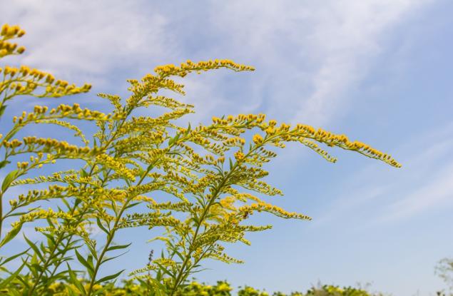 Това цвете може да се определи като интелигентно