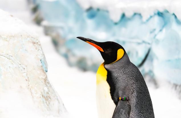 Императорският пингвин официално е застрашен вид